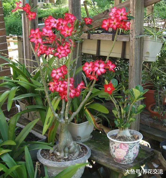 这种奇异的多肉植物特耐旱, 多点光照和少点水才能开花