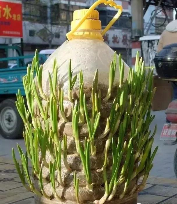 油桶戳个洞, 10天就变小菜园, 一年不用买菜了!