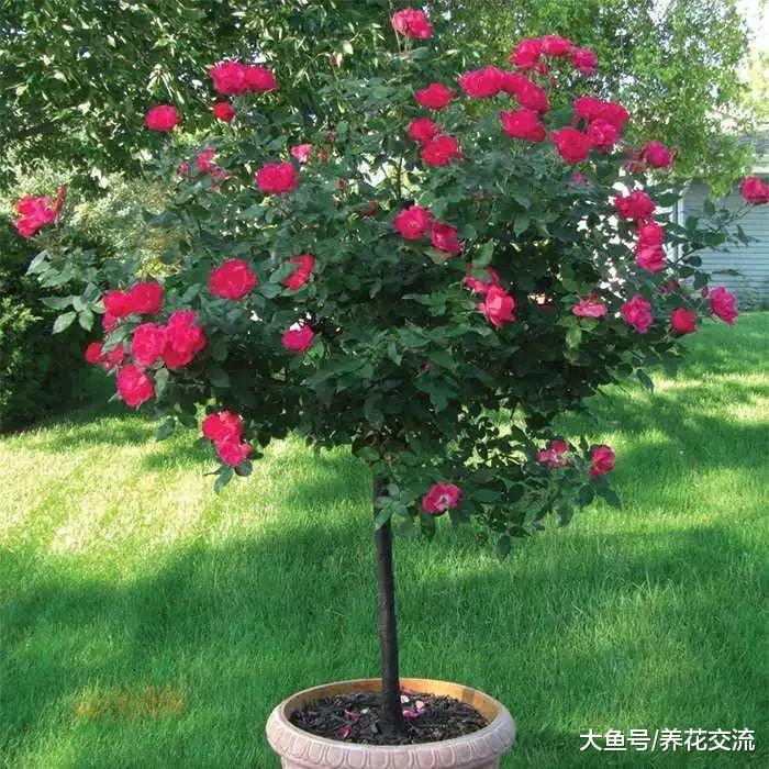 注意养护月季花植物7个问题, 能够保持常年开花的状态