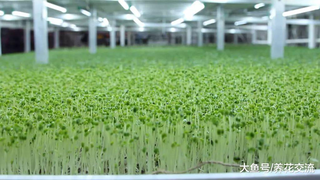 在家里随便用一个容器加一点水就能养成菜苗, 一两周就能吃