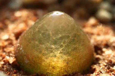 看一眼绝对忘不掉的多肉, 养一盆就跟养了一座富士山一样!