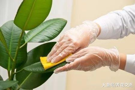 小苏打用来养花的几大好处, 在花园里常见的7大用处