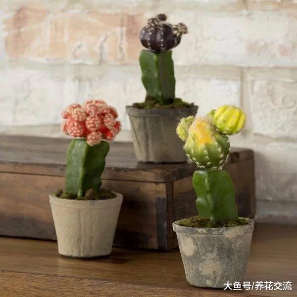 盆栽龙骨养在家里能长两三米高, 还能用来嫁接仙人掌植物