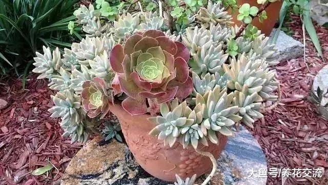 自己栽种多肉植物可以自制专用土壤, 很容易将多肉养活