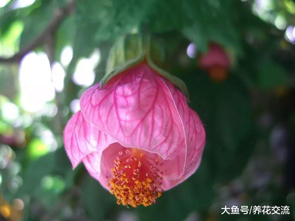 在室内养可以持续开花的风铃花盆栽, 花朵像一个个红灯笼