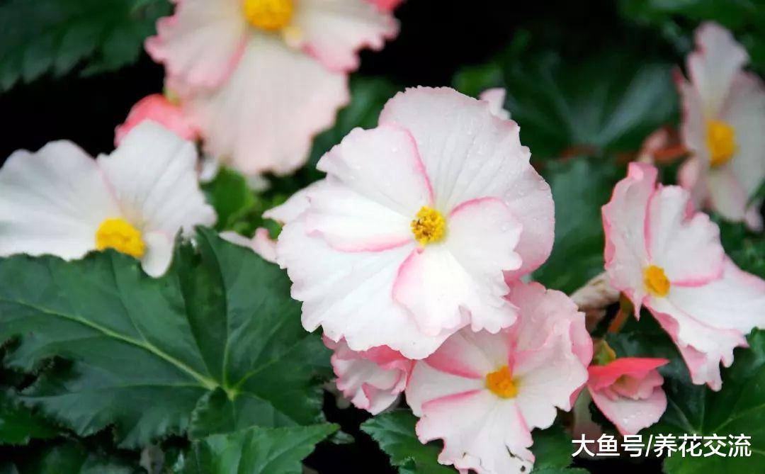 9种观赏性特别好的室内盆栽植物, 甚至可以养成吊盆