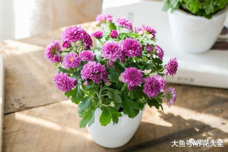 在家养一盆柠檬香蜂草, 好看又好吃, 还能防蚊虫!