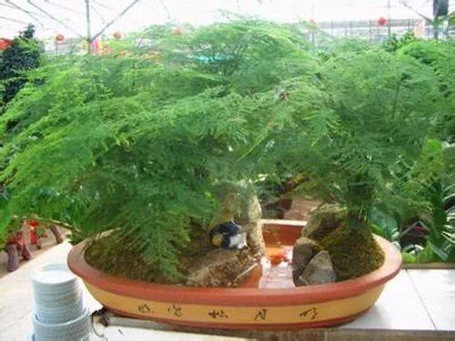 自己文竹怎么样都是叶子发黄, 落叶, 看看别人家都是怎么养的!
