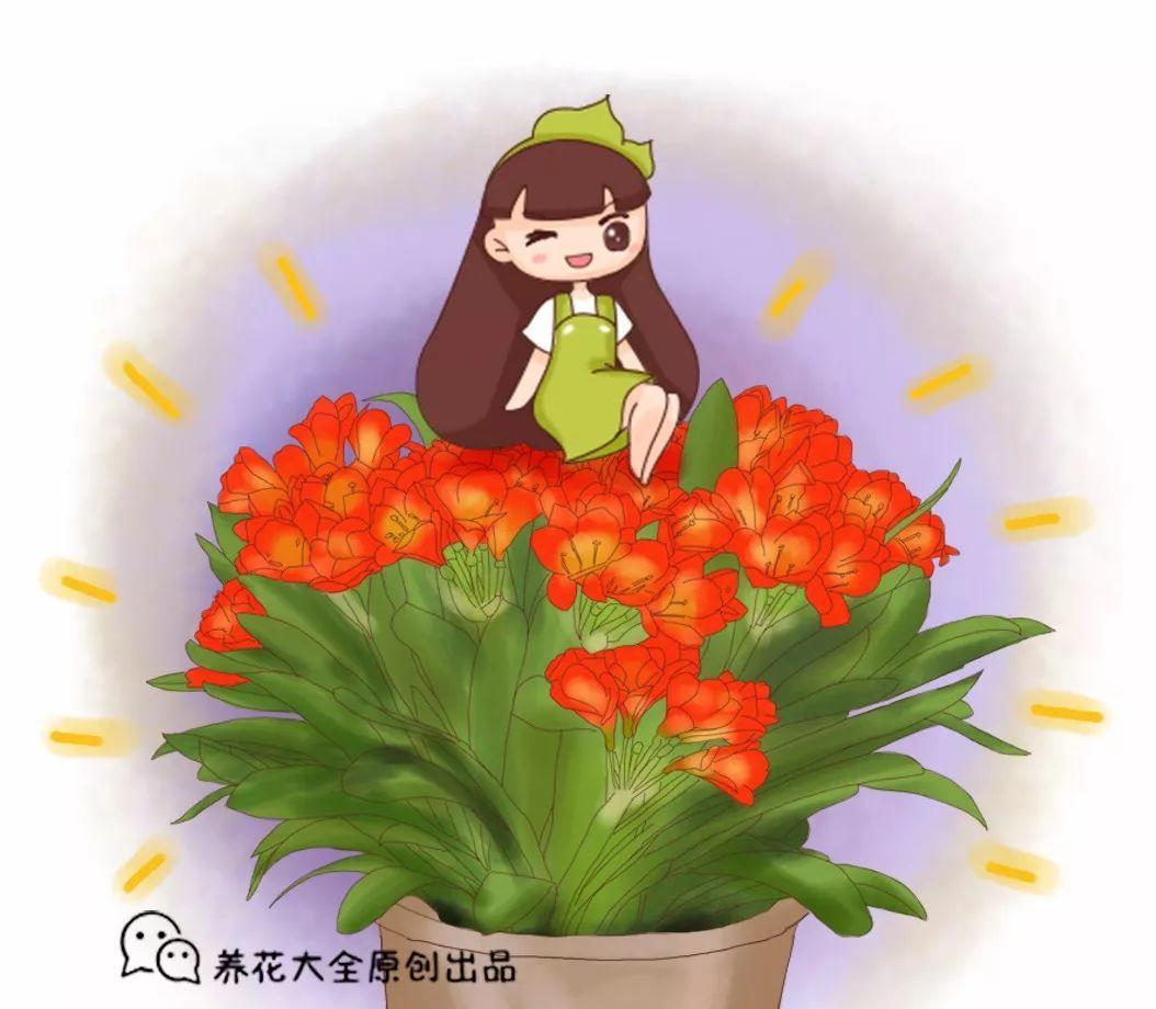 他的君子兰年年开花, 连结10个果, 到底咋养的?