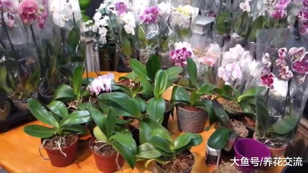 想要让开过花的蝴蝶兰重新孕育花朵, 你需要这个养护秘诀