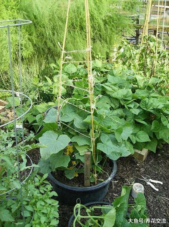 用生活中废弃的材料制作的黄瓜爬藤架子, 也能养其他藤本植物