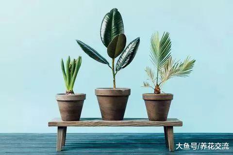 养不活多肉植物的园艺新手, 你可以养这些这些室内植物