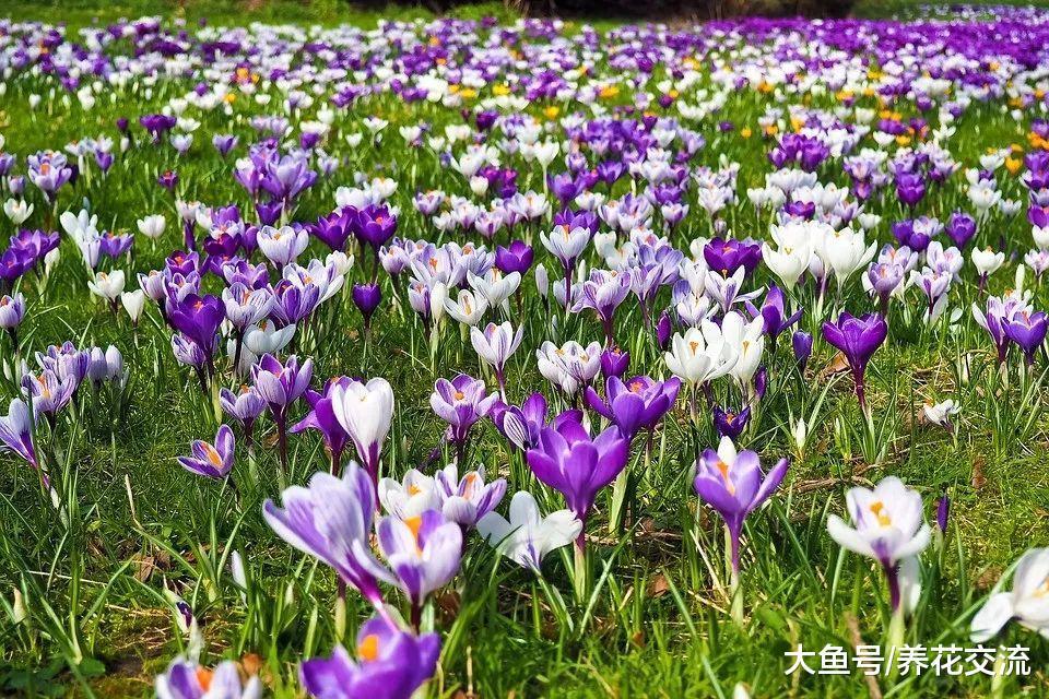 春天开出五彩灯笼一般的球茎小花, 没想到在花盆里长得这么好