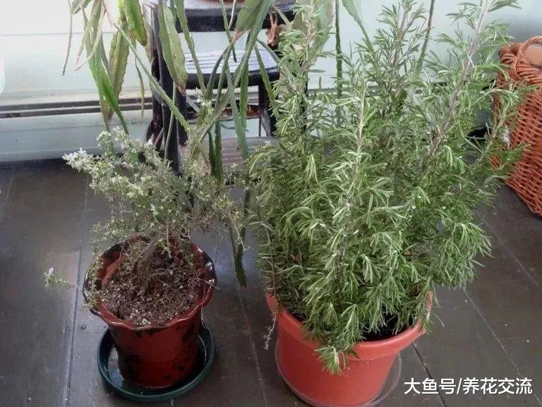 种香草植物的好处, 适合养在室内的6种盆栽香草