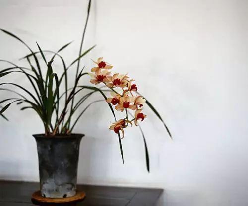 还在想施什么花肥, 用什么花土捉急? 放点木屑直接解决所有问题!