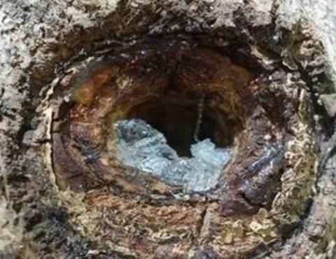 土豪贵族的“御用饮品”, 一棵树年产仅一百克, 很多人都没见过!