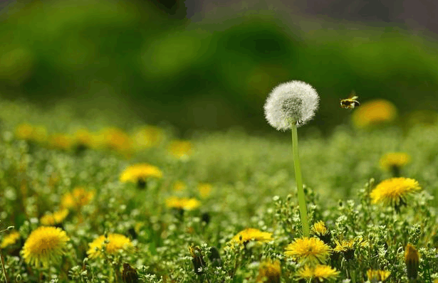 蒲公英虽好, 用来泡水时, 要注意这2个“误区”! 为家人收藏!