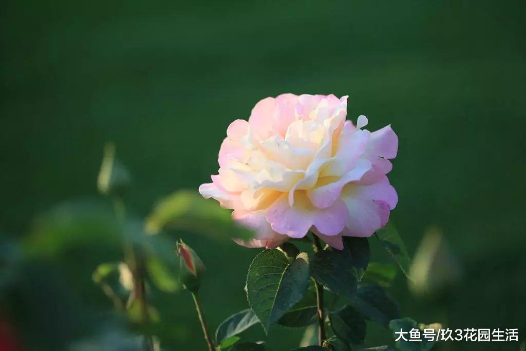 蔷薇, 月季, 玫瑰如何区分?