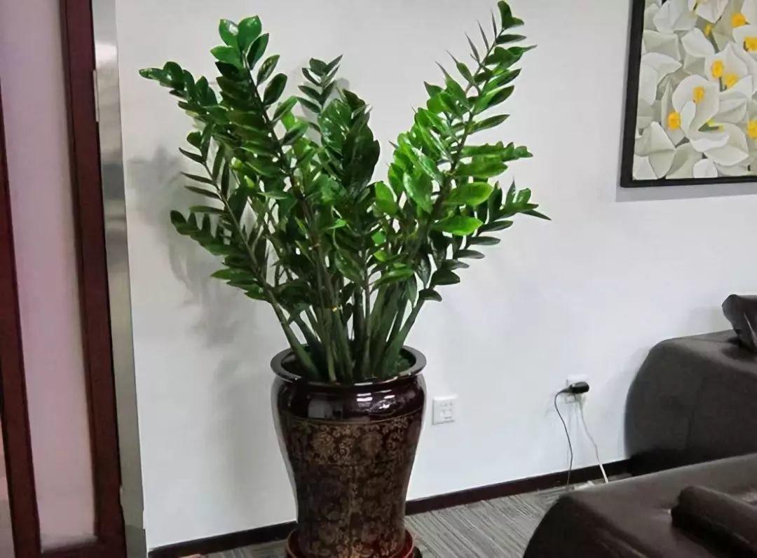 这8种富贵花, 不要乱送人, 小心把福气送走!