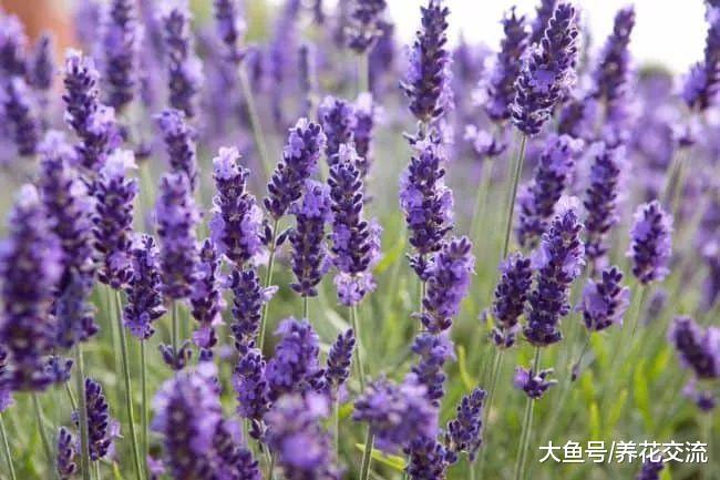 这12种植物都有非常棒的驱虫效果, 那家里养了哪一种呢?