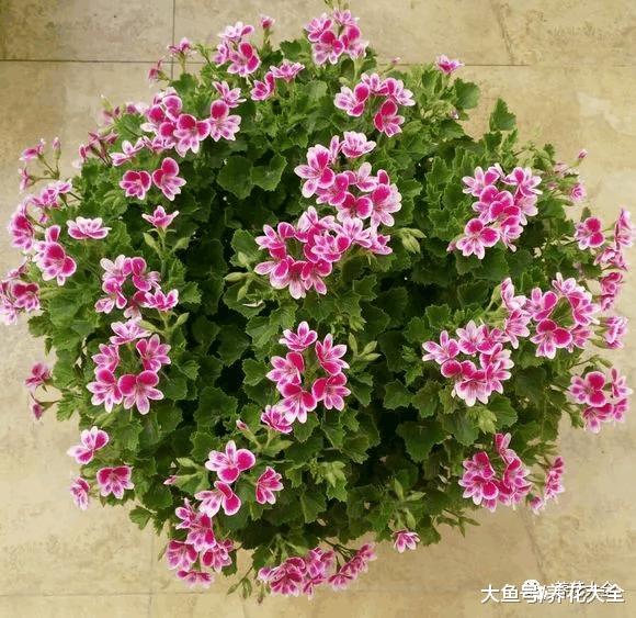 这7种花一开就成球, 花朵抱成团, 阳台都要挤爆了!