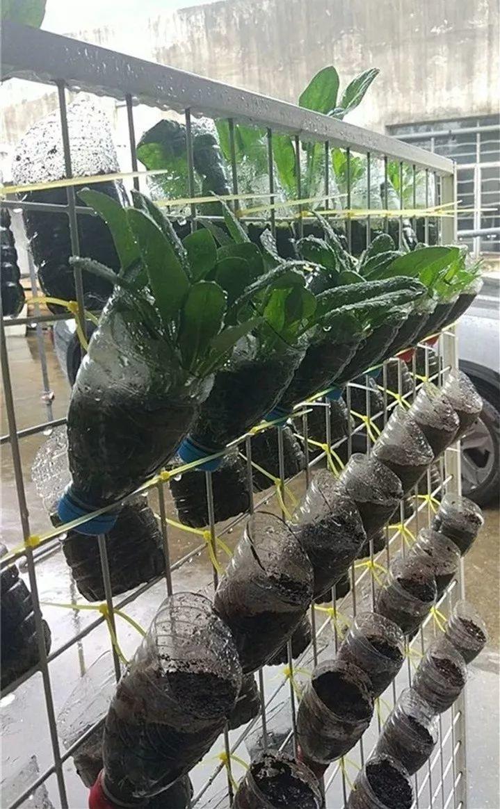 巴掌大的地, 种了8种菜, 吃完一茬接一茬!