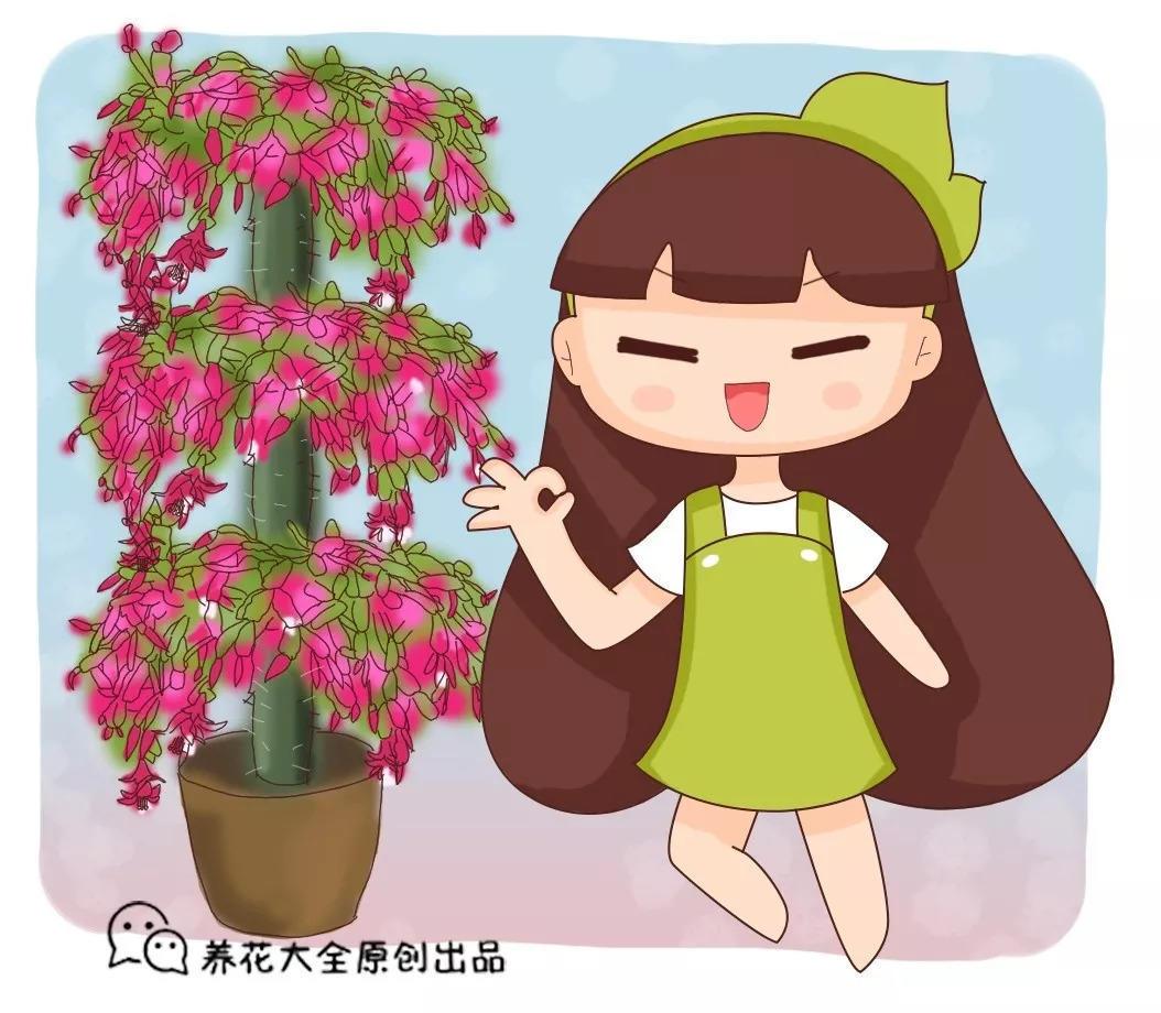 蟹爪兰插它身上就活, 开花五颜六色, 堪称万能嫁接神器!