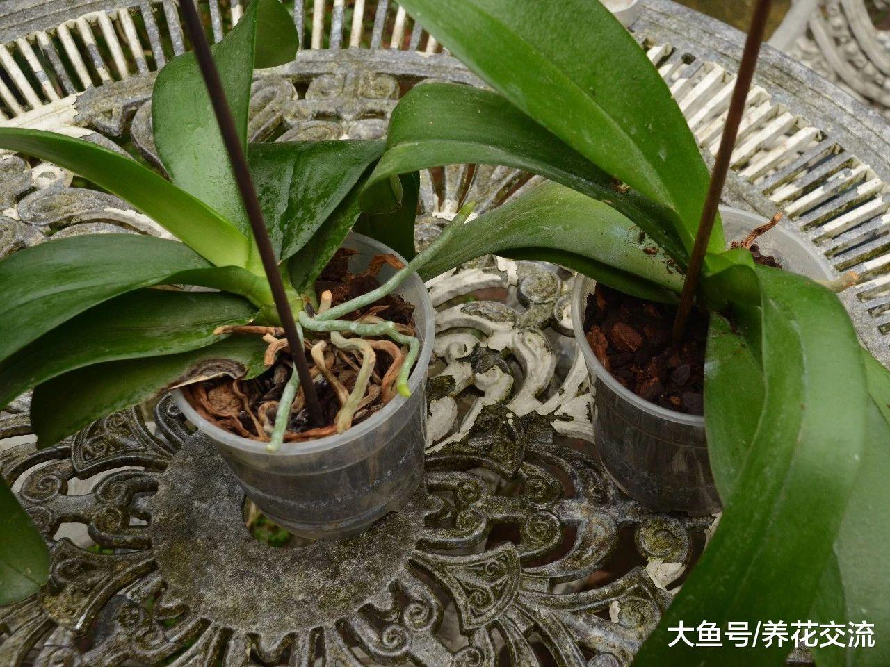 在家里养蝴蝶兰盆栽注意这几点, 花期开完还能开, 不用怕烂根黄叶