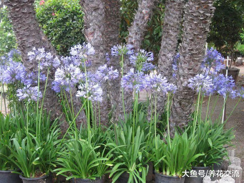 几种适合在栽种在露台上的灌木盆栽花卉, 常年都有清香的花朵观赏