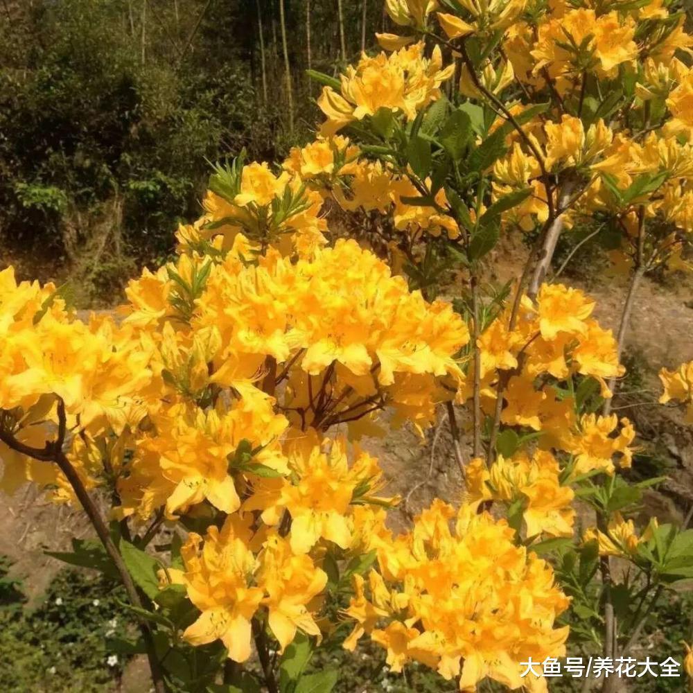杜鹃浇水的时候加点这个, 不但不黄叶, 年年都开花!