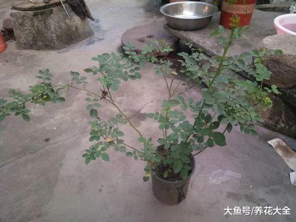 你家的花丑成“梅超风”? 学1招, 花朵呼呼开不见叶!