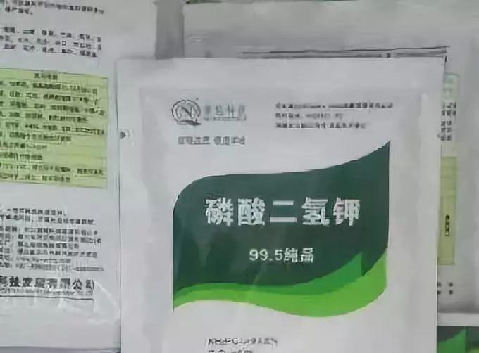 秋天一瓢“肥膘水”, 蟹爪兰呼呼长, 轻松养成小胖墩!