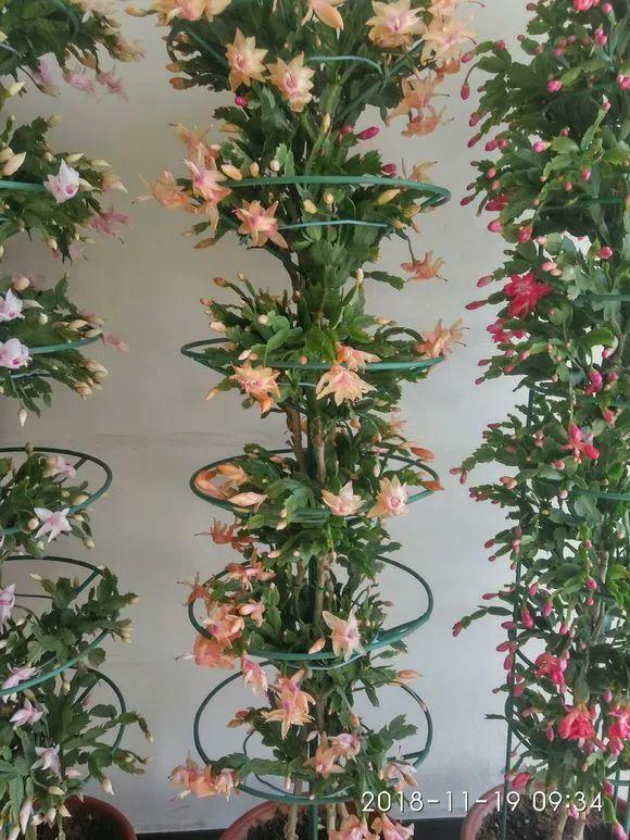 蟹爪兰一养就上瘾, 门口楼道全都是, 还能开出3色花!