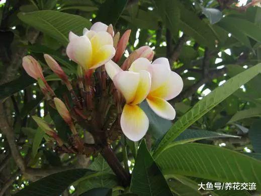 鸡蛋花养成阳台上的盆栽也能不断开花, 看看需要注意什么事项