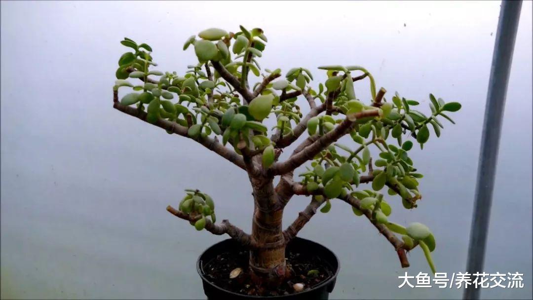 玉树没想到还能长成一片小森林, 叶缘还能变成红色