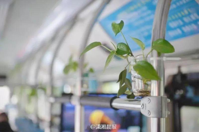 空调房里没精神? 那就养盆吊兰, 空气清新又健康!