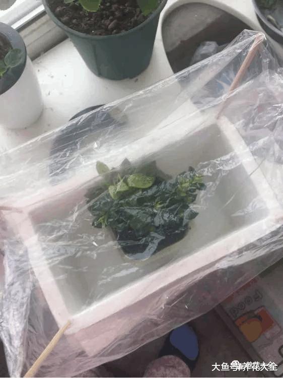 花市买回来的栀子花两天叶子焉了怎么办, 教你小方法轻松处理