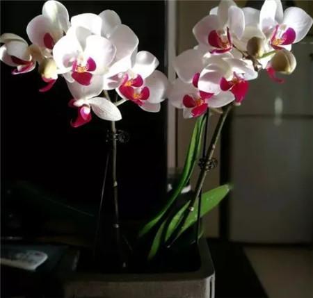 怎么让蝴蝶兰花期延长到8月? 一年开花比一年好? 你需要这样的方法!
