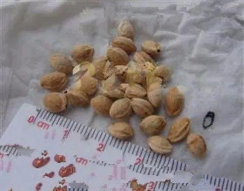 吃掉的樱桃种子千万不要丢, 收集起来也能种出一盆盆可爱的盆栽呢!