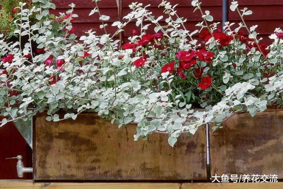 这些银色的植物很适合养院子或阳台上, 变成高档的景观植物