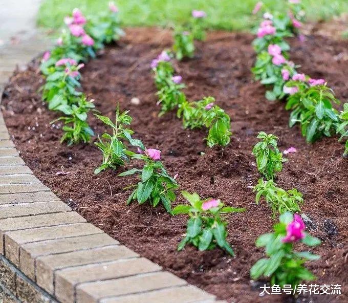 让开花植物整个夏季都有花朵观赏, 掌握这几个技巧就足够了