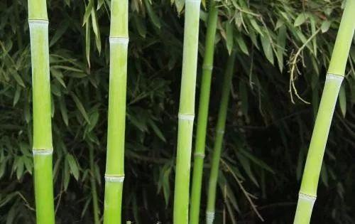 原来植物界还有这些趣事? 植物界的这些冷知识你都知道吗?