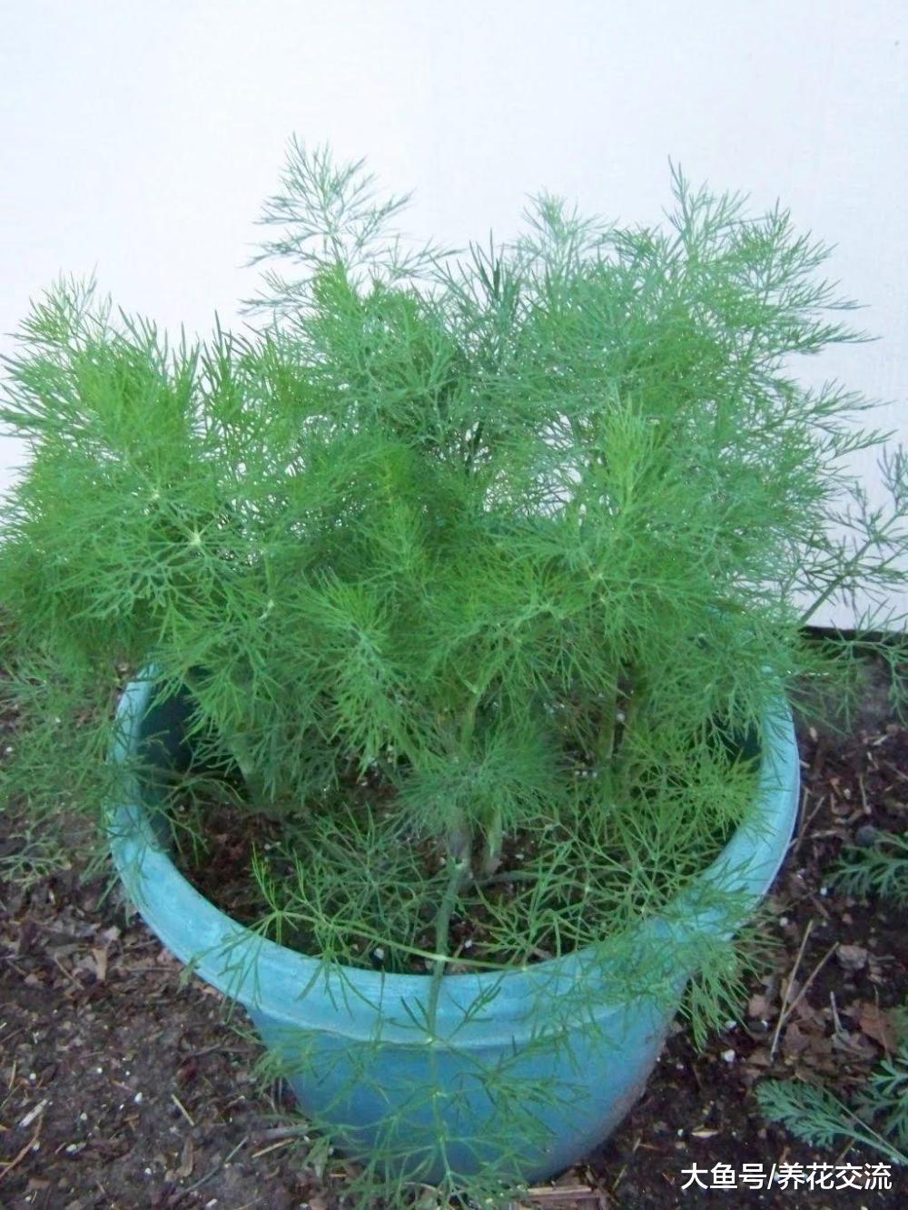 8种养在花盆里可以多年生长的草本蔬菜, 不养几盆就亏大了