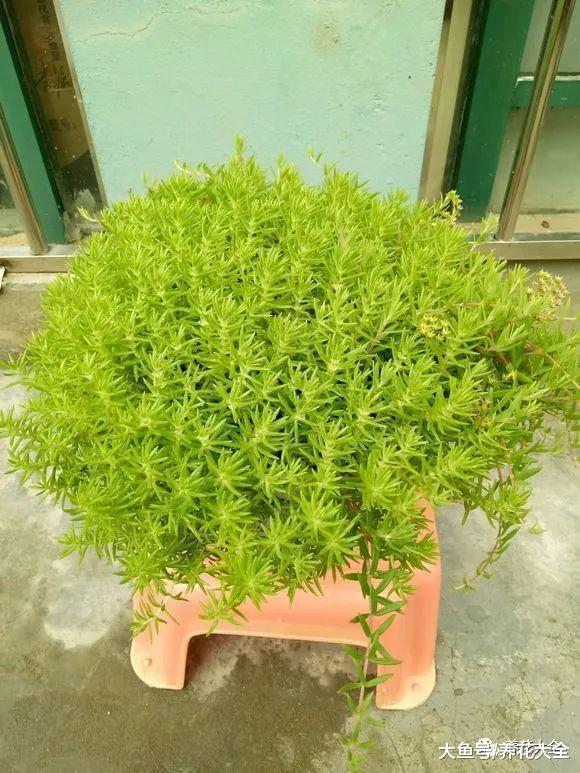 一小撮佛甲草, 跟着花友学, 2个月就能长满盆!