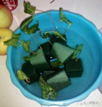 扦插不成活? 那就用块花泥, 方法简单生根快!