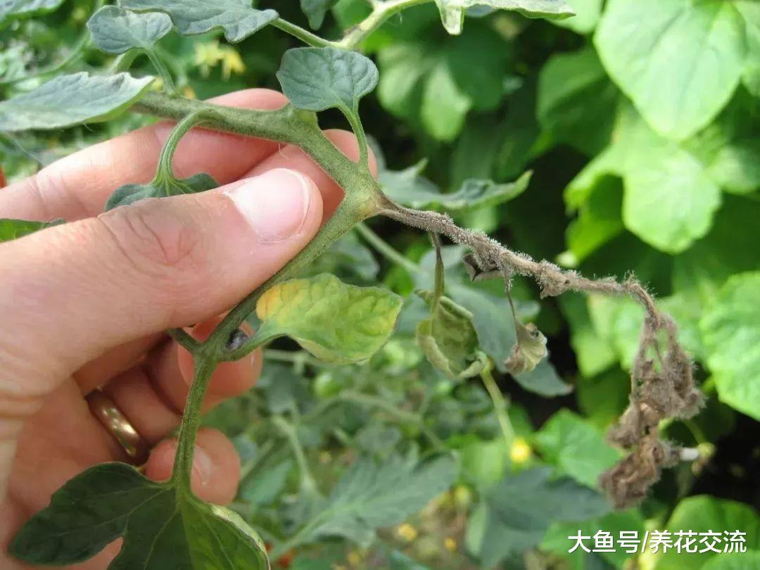 养在家里的盆栽植物特容易被这4种病害感染, 你知道如何处理不?
