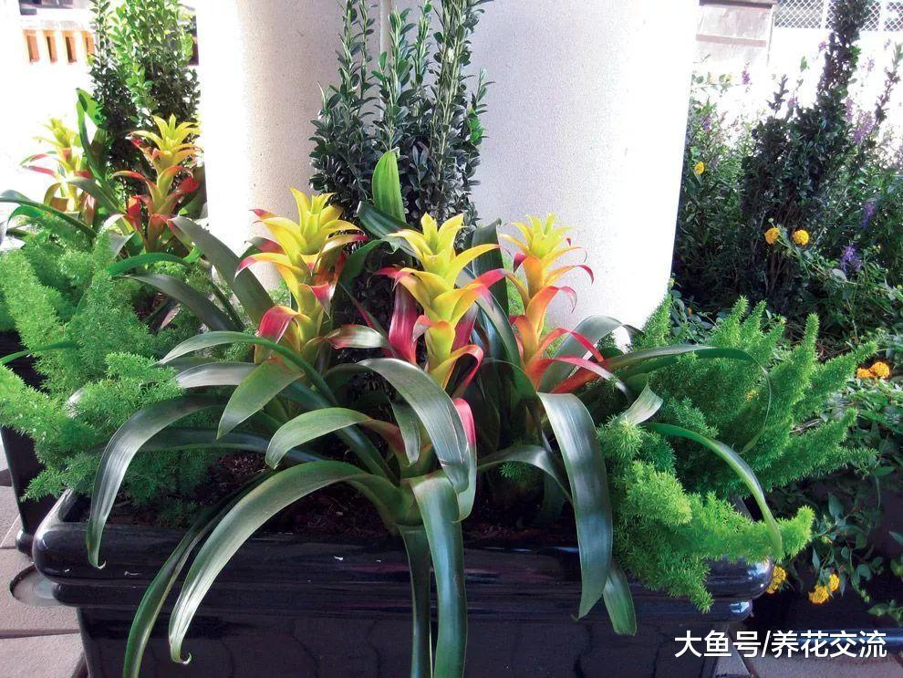 观赏凤梨花朵枯萎后, 用这种方法就能不断繁殖, 过两年还能开花