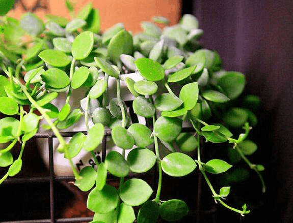 秋天来临, 给家里植物“喂”这3种水, 不到冬天就能长满枝