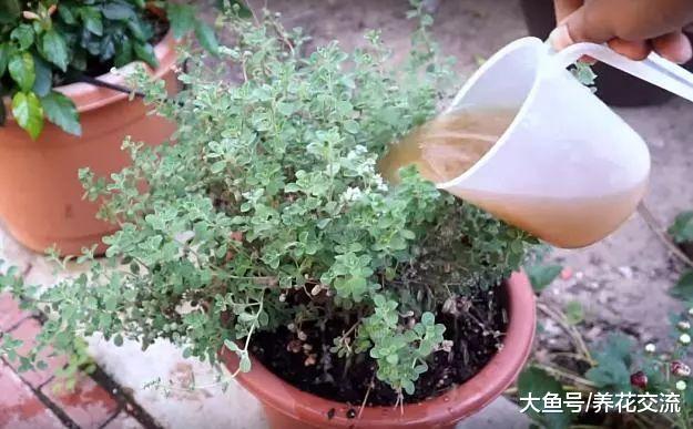 用家里废弃的东西自制有机肥料, 养花也不用多花钱