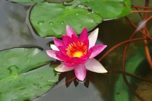 美如仙子的睡莲, 还这么好养, 养上一盆, 相当于养个仙子在家呢!